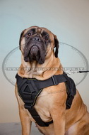 Pettorina multi-funzionale di nylon per Bullmastiff Pettorina multi-funzionale di nylon per Bullmastiff